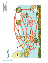 Food Web